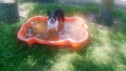 Hava, Boston terijer