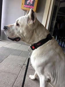 Roma, dogo argentino