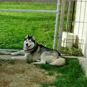 Grizli, haski
