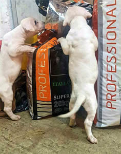 De Maximus Blanco kennel, Ava i Aga, 3 godine