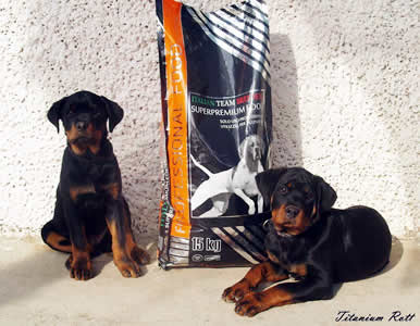 Titanium Rott Kennel