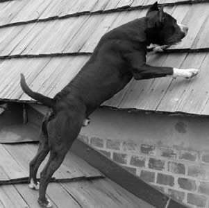Bellobel Kennel