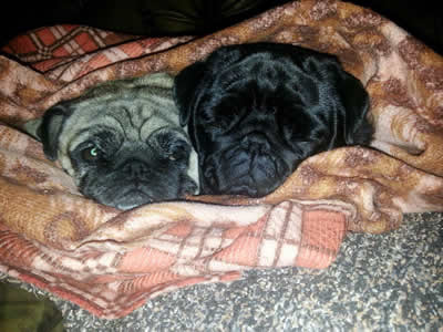 Mops, Nelly i Lotty, 4 i 9 godina