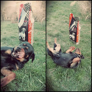 Biba, Rott